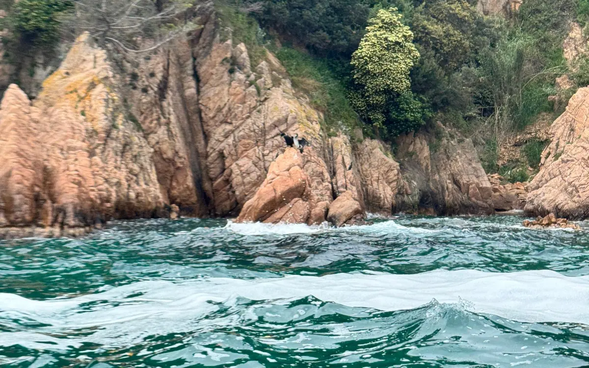 A swimmer in mid-air leaving a red rock face above choppy green sea