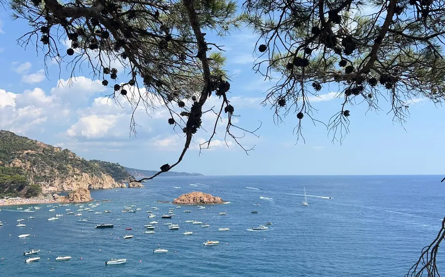 Small boats anchored in a blue bay, framed by pine branches